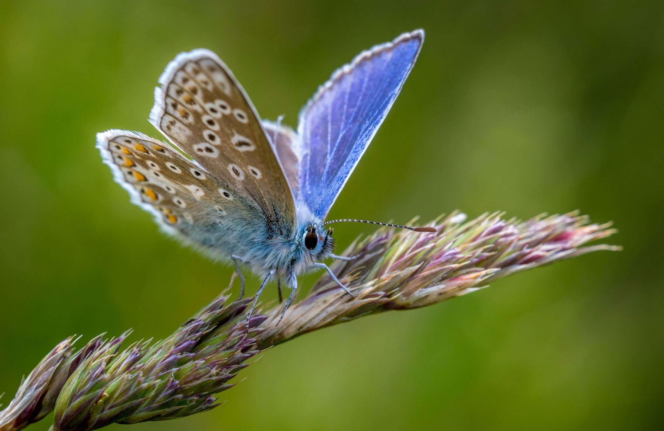Panels and pollinators